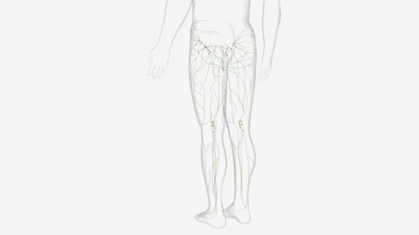 下肢淋巴血管可分为两大类 — 图库视频影像