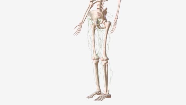 下肢的淋巴学3D — 图库视频影像