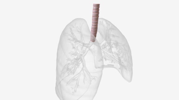 气管是你呼吸系统的重要组成部分 — 图库视频影像
