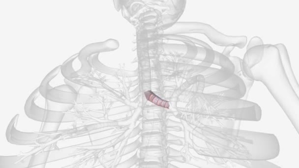 左支气管 恶性支气管 的口径较小 但比右支气管长 接近5厘米 很长一段时间 — 图库视频影像