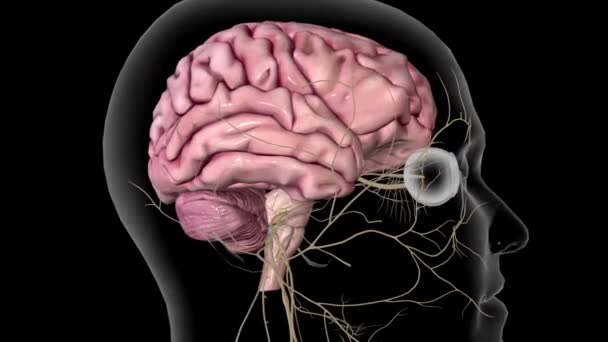 Nervenverbindungen Zwischen Menschlichem Gehirn Und Auge — Stockvideo