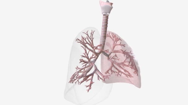 トラチアと肺のセクション — ストック動画