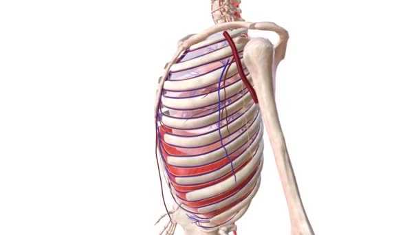 Arterie Intercostali Nervi Medici — Video Stock