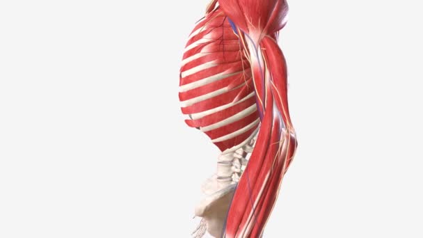 左臂血管和神经系统 — 图库视频影像