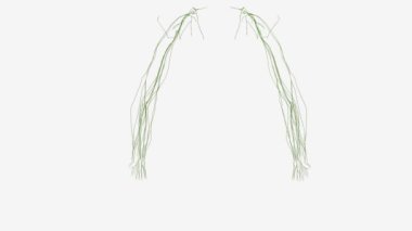 Üst uzuvların lenf düğümleri kübital, axillary, infraclavicular ve interpectoral lenf düğümlerini içerir. .