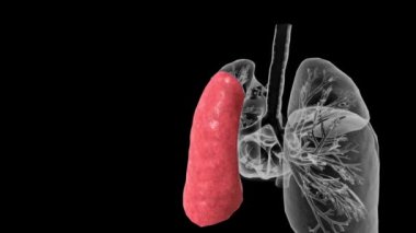 Orta temporal gyrus temporal lobun yan yüzeyinde üst temporal gyrus 'a yakın. .