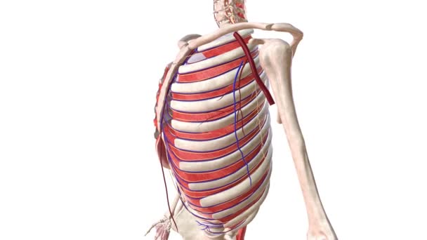 Arterias Nervios Intercostales Médico — Vídeo de stock