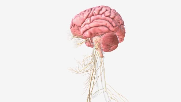 Нервная Система Достигает Мозга — стоковое видео