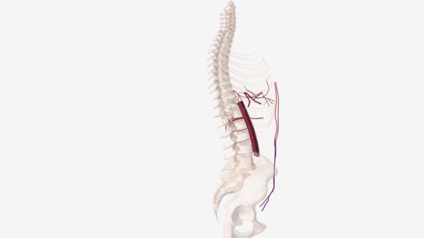 Sistem Saraf Sumsum Tulang Belakang Dan Meninggalkan Arteri Epigastrik Bawah — Stok Video