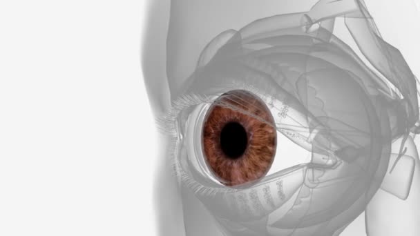 Irisul Este Partea Colorată Ochiului Care Controlează Cantitatea Lumină Care — Videoclip de stoc