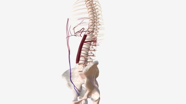 Nervensystem Des Brustkorbs Und Der Linken Unteren Epigastrischen Arterie — Stockvideo