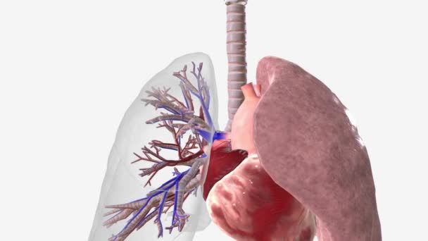 Cuore Sistema Vascolare Polmonare — Video Stock