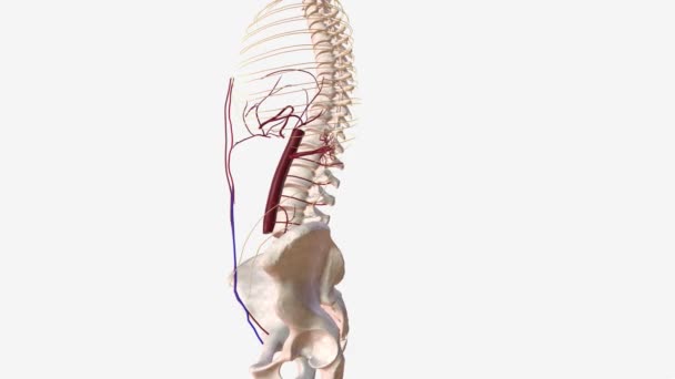 脊髓系统和左下腹动脉 — 图库视频影像