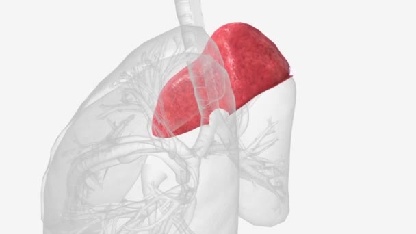 Sol Akciğerin Üst Alt Lobları Var — Stok video