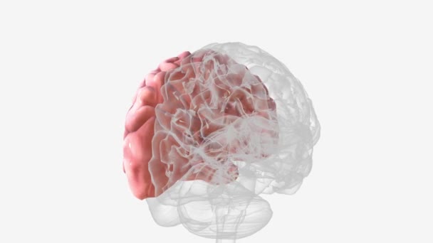 Lewa Część Mózgu Medyczny — Wideo stockowe