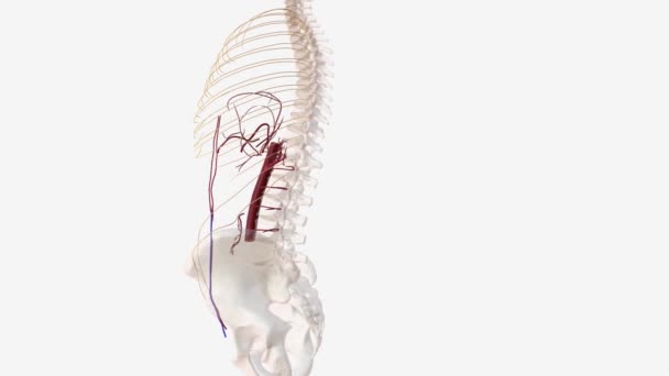 Sistema Nervioso Médula Espinal Arteria Epigástrica Inferior Izquierda — Vídeo de stock