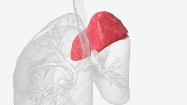Sağ Akciğer Üst Lob Tıbbi — Stok video