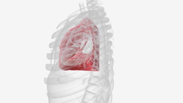 Sağ Akciğeri Oluşturan Parça — Stok video