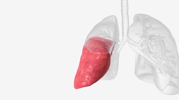 Sağ Orta Lob Rml Kısaca Orta Lob Sağ Akciğerin Lobundan — Stok video