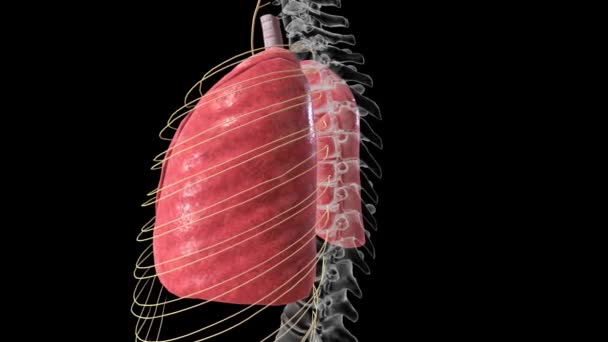 Paru Paru Trachea Dan Sistem Saraf — Stok Video