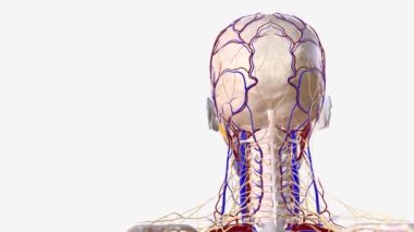 İnsan kafasından ve yüzünden oluşan sinir ve damar sistemi .