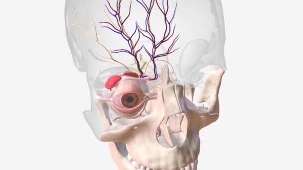 Нервово Судинна Система Оці — стокове відео