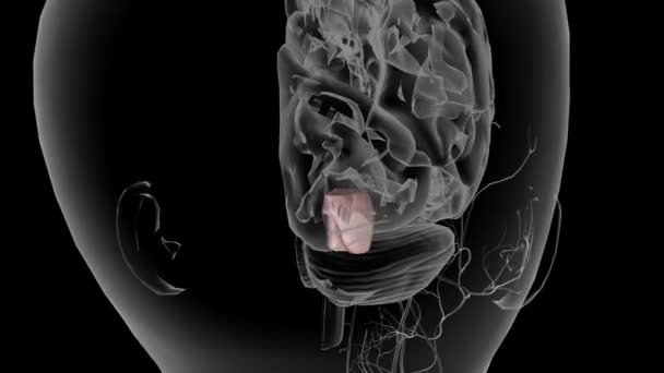 Pons Beyin Sapının Büyük Parçasıdır Medulla Nın Üstünde Orta Beynin — Stok video