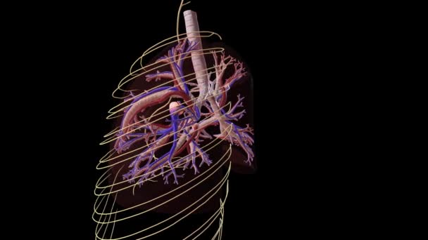 Plíce Trachea Nervový Systém — Stock video