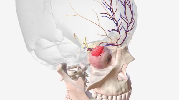 Sistema Nervioso Vascular Ojo — Vídeos de Stock
