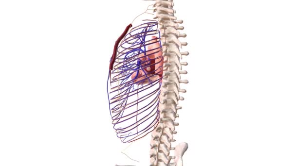 Arterias Nervios Intercostales Médico — Vídeos de Stock