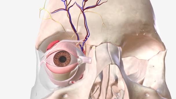 Sistema Nervioso Vascular Ojo — Vídeo de stock