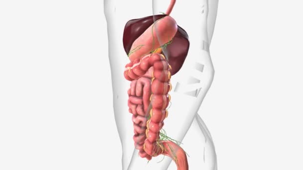 腹部および消化器系のリンパ物質 — ストック動画