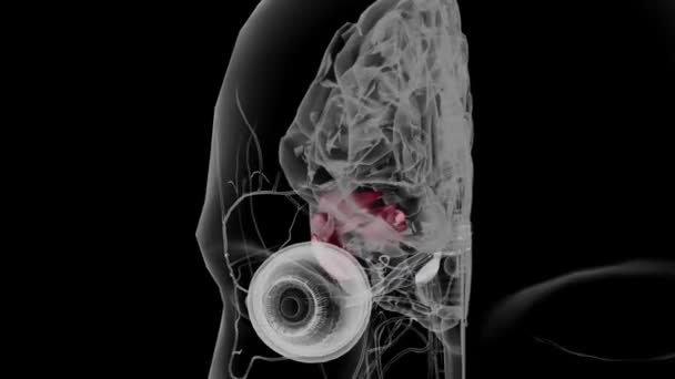 Middelste Temporale Gyrus Bevindt Zich Het Laterale Oppervlak Van Temporale — Stockvideo