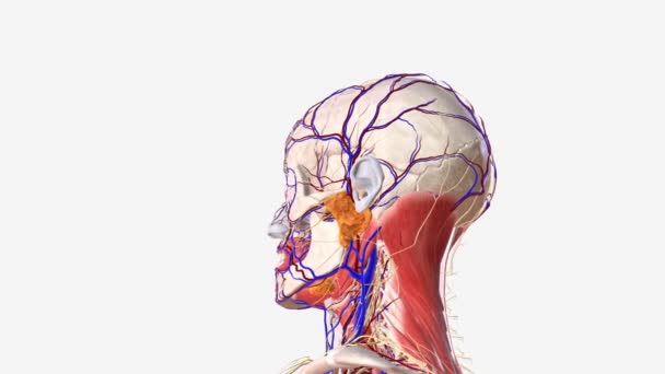 Muscular Nervous Vascular System Human Head Face — Stock Video