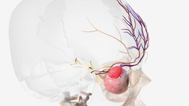 眼部神经和血管系统 — 图库视频影像
