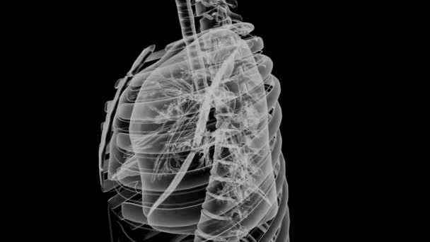 Interne Struktur Der Lunge Des Blutes Und Des Gefäßsystems — Stockvideo