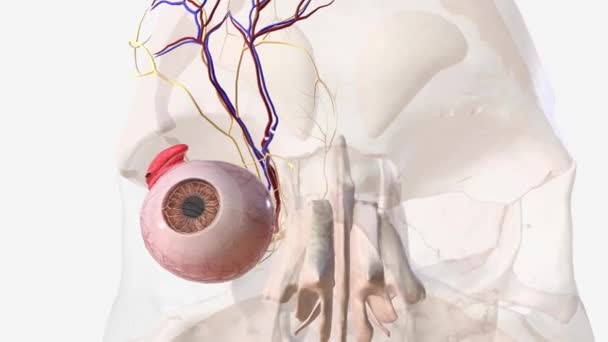Nerven Und Gefäßsystem Auge — Stockvideo