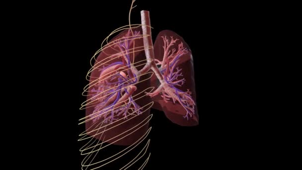 Pulmones Traquea Sistema Nervioso — Vídeo de stock