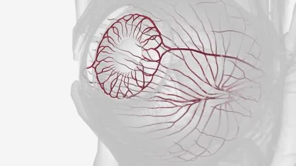Struttura Che Forma Arterie Ciliari Posteriori Nell Occhio — Video Stock