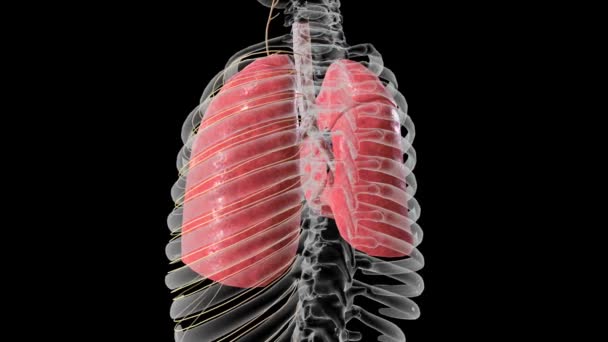 Πνεύμονες Τραχεία Και Νευρικό Σύστημα — Αρχείο Βίντεο