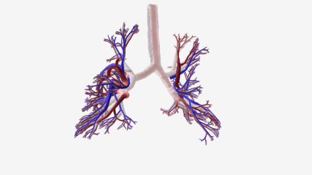 Estrutura Interna Pulmão Sangue Sistema Vascular — Vídeo de Stock