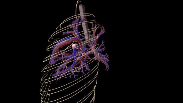 Plíce Trachea Nervový Systém — Stock video