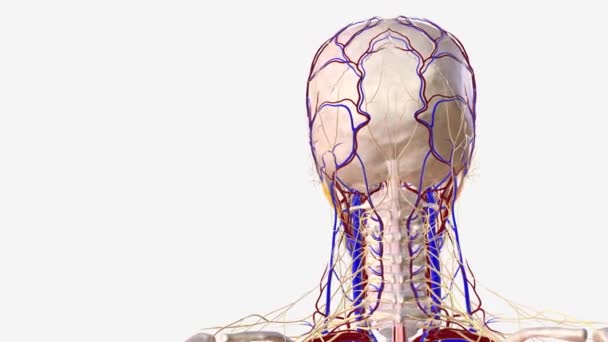 Nervous Vascular System Human Head Face — Stock Video