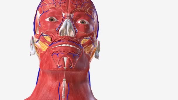 Ανθρώπινο Πρόσωπο Μυϊκό Νευρικό Και Αγγειακό Σύστημα — Αρχείο Βίντεο