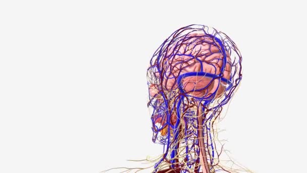 人間の頭部および顔の神経および血管システム — ストック動画