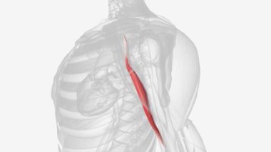 Coracobrachialis kası kolun üst orta kısmında bulunan bir kastır. Kolun ön kompartımanında yer almaktadır. .