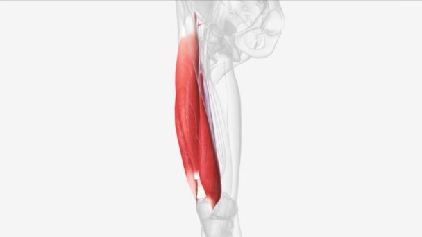 Quadriceps Femoris Muscle Medical — Stock Video