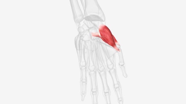 肌腱构成肌腱肌腱的结构 — 图库视频影像