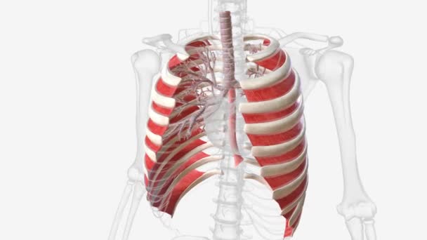 胸部和肺内肌肉3D — 图库视频影像