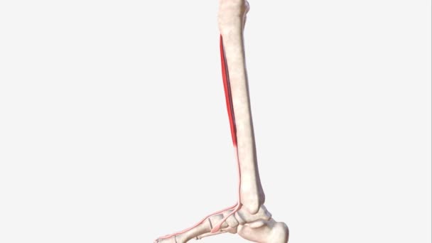 胫前肌也被称为胫前肌 Tibialis Anticus 是腿前部四个肌肉中最大的一个 — 图库视频影像